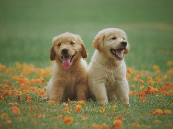 Why Your Dog’s Joints Need Support Before Limping Starts