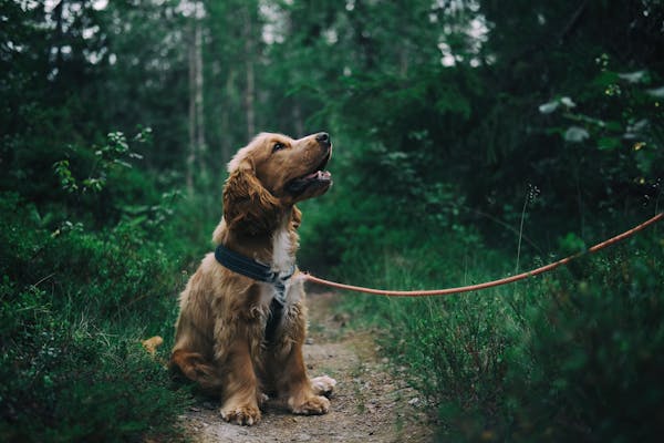 How to Support an Aging Dog: A Vet-Approved Checklist