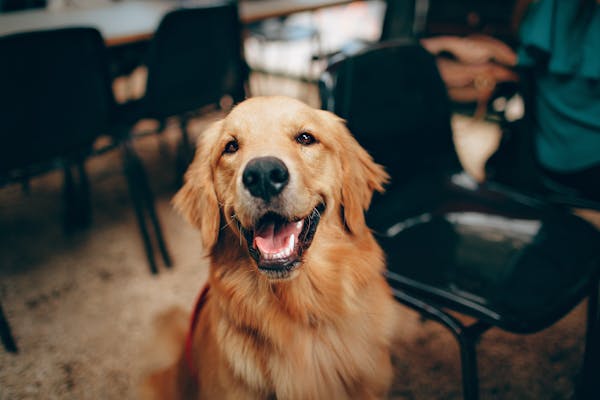 The Truth About Dog Breath: It’s More Than Just Smell