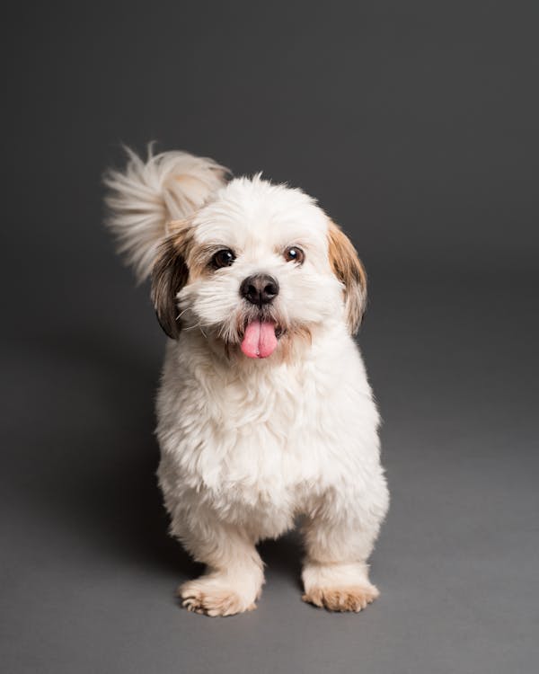 Is Your Dog Scratching Too Much? The Supplement Link Most Owners Ignore