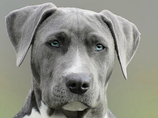 Omega-3s for Dogs: What You’re Missing in Commercial Kibble