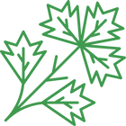 Parsley Extract