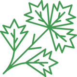 Parsley Extract